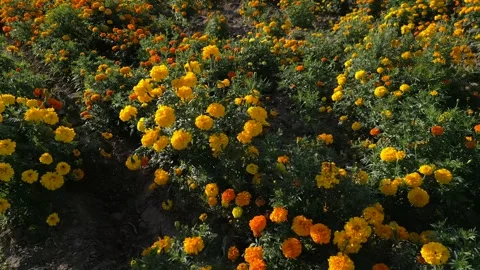 Close foreground of a blooming Mexican marigold flower field Stock Footage 341999672