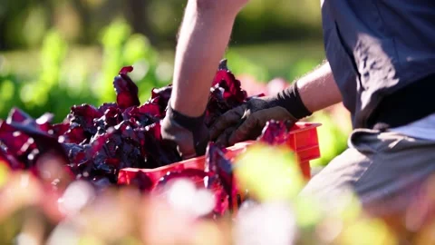 Close up with foreground farmer pulling up beets in fall Stock Footage 229331769