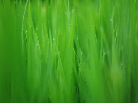 Close-up foreground of rice leaf Stock Photos