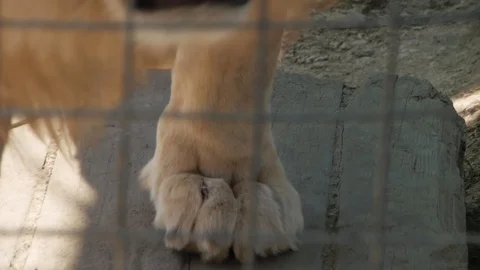 Close-up of the forehead paws walking back and forth on the ground Vídeos de archivo 118972393