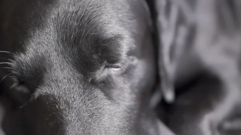 Close-up forehead of a sleeping black dog retriever labrador Stock Footage 86204511