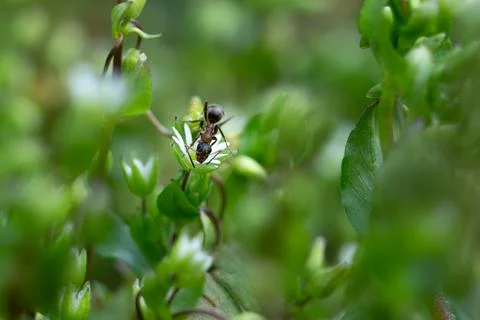 A close up of a forest ant on a flower Fotos Stock