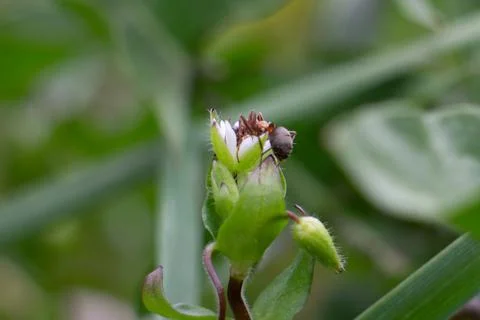 A close up of a forest ant on a flower Stock Photos