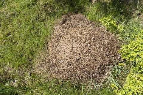 Close-up of forest ant hill surrounded by green grass Stock Photos