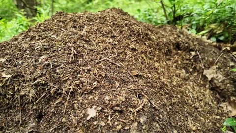 Close-Up of a Forest Anthill with Ants Crawling Across the Surface. Stock Footage 311584543