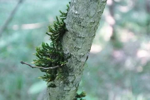 A close-up forest background with a tree branch covered with green moss. Stock Photos