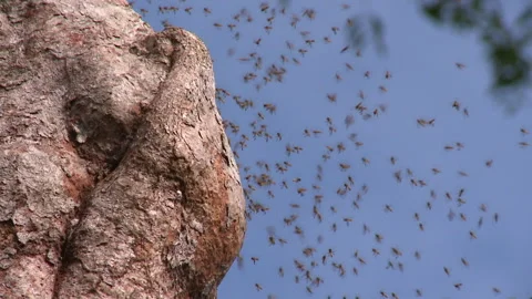Close of Forest Bees Next To Tree, Borneo, Indonesia Stock Footage 142918298