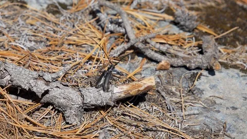 Close-up forest big bug ready for take off Stock Footage 101879432