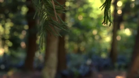 Close-Up Forest Branch with Focus Pull to Woodland Background Vídeos de archivo 327566427