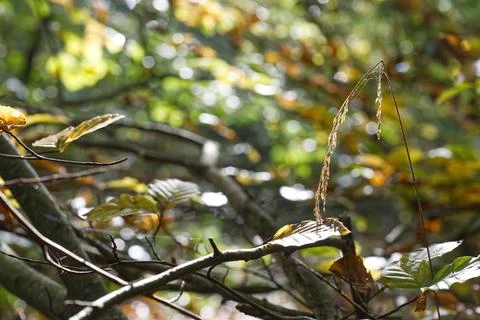 Close-Up of Forest Branches with Leaves Stock Photos