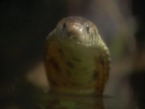 Close up of forest cobra Vídeo Stock 12898544