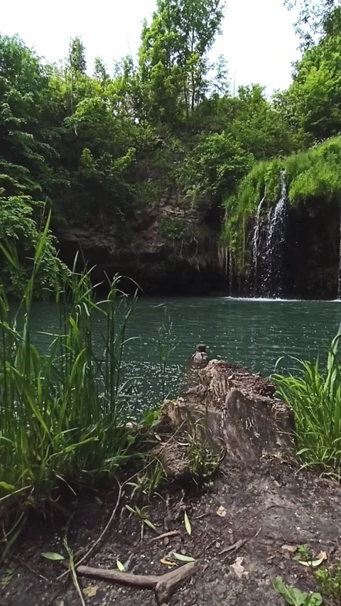 Close Up of Forest Creek with Lush Greenery 動画素材 344042091