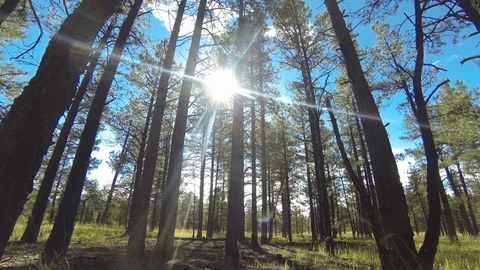  Close Forest Day Time Lapse  Stock Footage 92173734