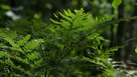 Close-up on a forest fern with dynamic light Video stock 77102419