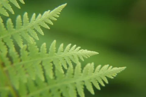 Close up of Forest Ferns Stock Photos