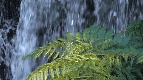 Close up forest ferns with slow motion waterfall in background Stock Footage 111742400