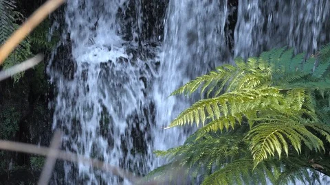 Close up forest ferns with slow motion waterfall in background Stock Footage 111742518