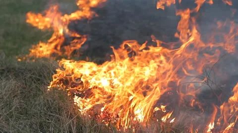 Close up forest fire burning dry grass. Line of fire, flame, smoke and ash Stock Footage 63418360