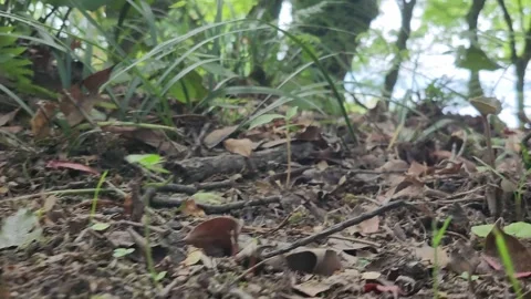 Close-up: forest floor with brown leaves, twigs, and moss 動画素材 337698700