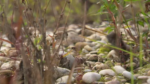 Close up of forest floor with leaf moved by the wind Stock Footage 59318715