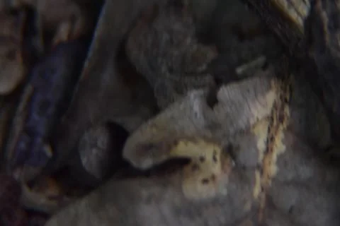 Close up of forest floor. Macro shot of leaves, dirt and branches in the woods. Stock Photos