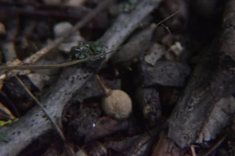 Close up of forest floor. Macro shot of leaves, dirt and branches in the woods. 스톡 사진