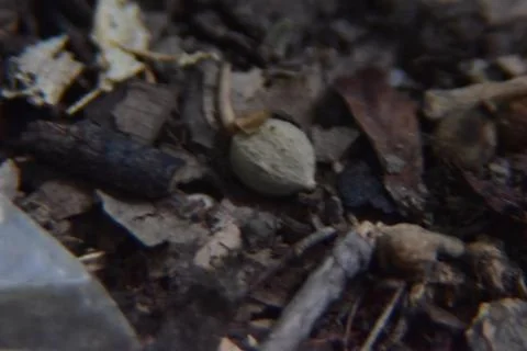 Close up of forest floor. Macro shot of leaves, dirt and branches in the woods. Stock Photos