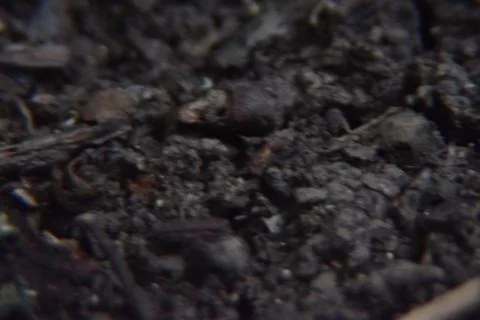 Close up of forest floor. Macro shot of leaves, dirt and branches in the woods. Photos