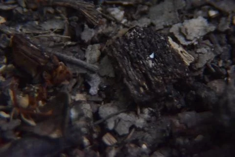 Close up of forest floor. Macro shot of leaves, dirt and branches in the woods. 스톡 사진