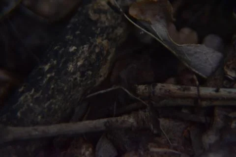Close up of forest floor. Macro shot of leaves, dirt and branches in the woods. Stock Photos