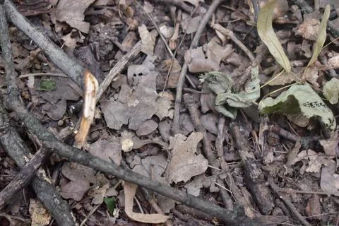Close up of forest floor. Macro shot of leaves, dirt and branches in the woods. 库存照片