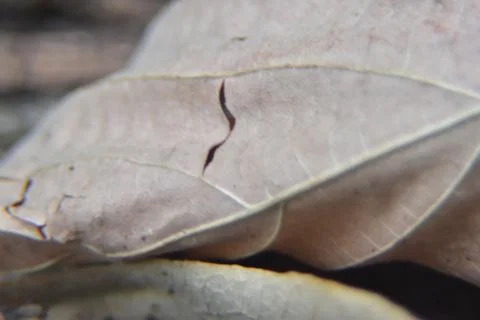 Close up of forest floor. Macro shot of leaves, dirt and branches in the woods. 库存照片