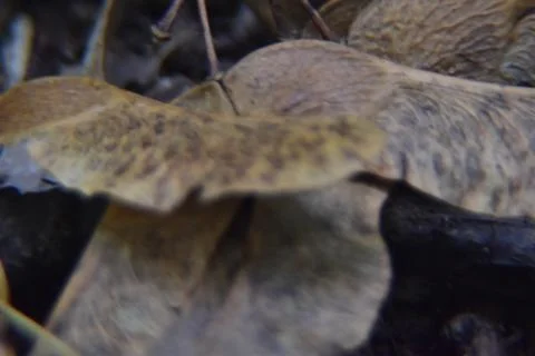 Close up of forest floor. Macro shot of leaves, dirt and branches in the woods. Stock Photos