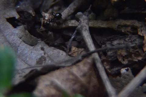 Close up of forest floor. Macro shot of leaves, dirt and branches in the woods. 库存照片