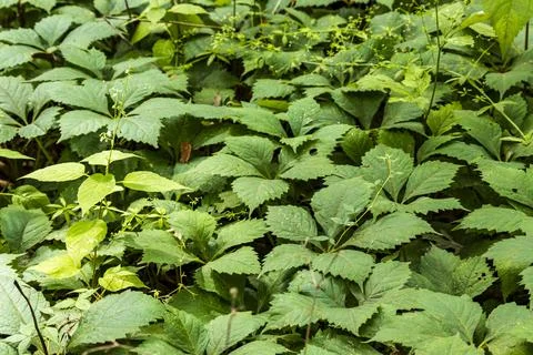 Close-up of a forest floor Foto stock