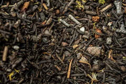 Close Up of Forest Floor 写真素材