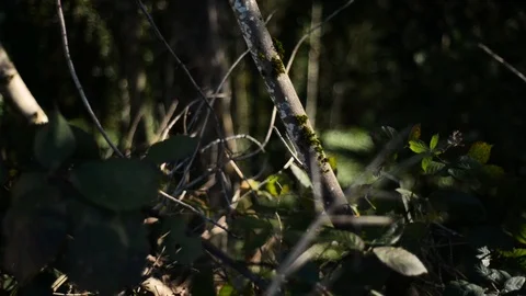 Close up of Forest floor - slight wind movement of leaves Stock Footage 101216409
