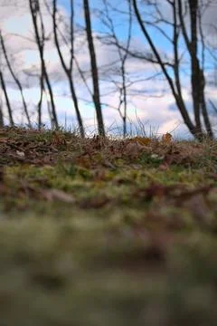 Close up of forest floor in the spring Photos