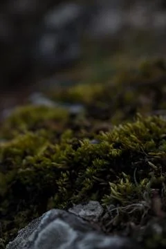 Close up of forest floor in the spring Stock Photos