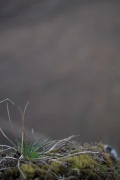 Close up of forest floor in the spring Stock Photos