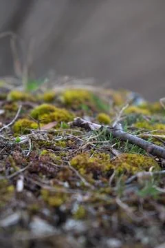 Close up of forest floor in the spring 库存照片