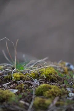 Close up of forest floor in the spring Photos