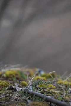 Close up of forest floor in the spring Stock Photos