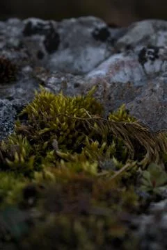 Close up of forest floor in the spring 스톡 사진
