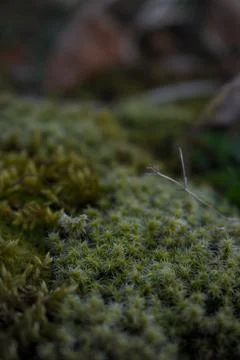 Close up of forest floor in the spring Stock Photos