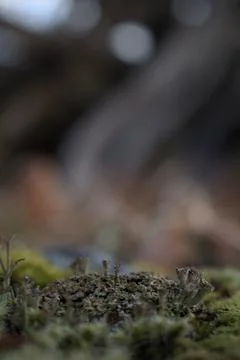 Close up of forest floor in the spring Stock Photos