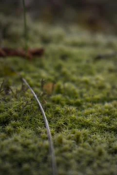 Close up of forest floor in the spring Stock Photos
