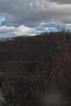 Close up of forest floor in the spring Stock Photos