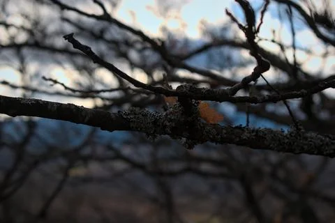 Close up of forest floor in the spring Stock Photos