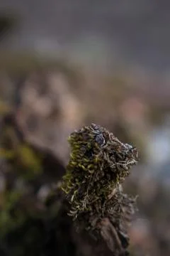 Close up of forest floor in the spring Stock Photos